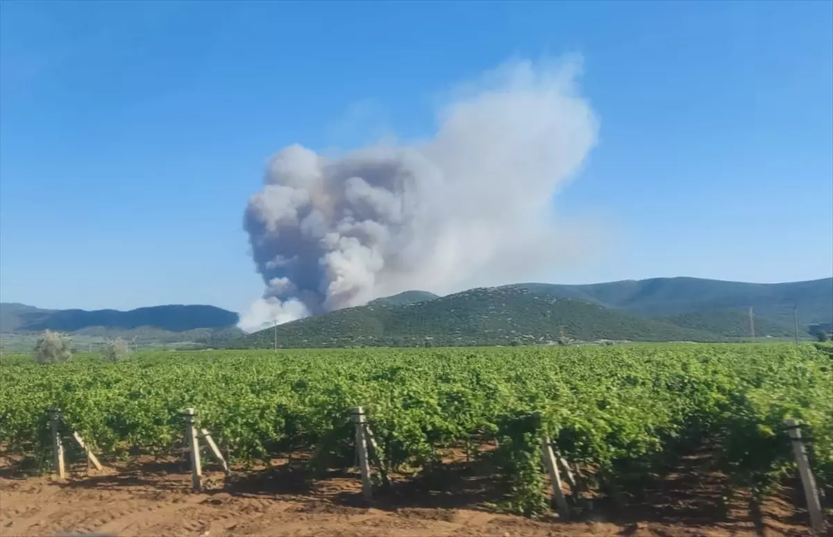 Manisa'da Orman Yangınına Hızla Müdahale Ediliyor