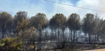 Soma'da Orman Yangını: Havadan ve Karadan Mücadele Başlatıldı