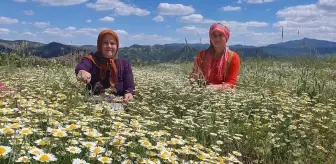 Demirci'de Kadınlar Papatya Hasadında Geçimlerini Sağlıyor