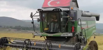 Manyas'ta Çeltik Hasadı Başladı, Verimler Üreticiyi Sevindirdi