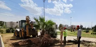 Mardin'de Yanan Palmiyenin Yerine Yenisi Dikildi