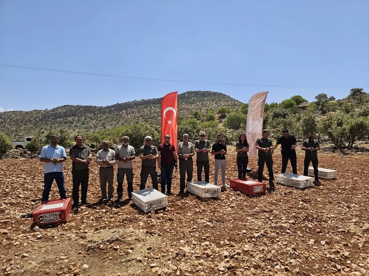 Mardin'de 300 Kınalı Keklik Doğaya Salındı