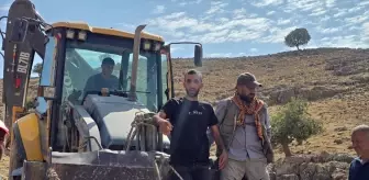 Mardin'de Kırık Ayağı Olan İnek, Sedyeyle Taşındı