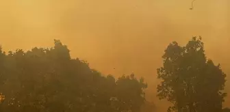 Mardin'de Orman Yangını Kontrol Altına Alındı
