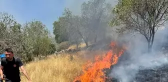 Mardin'de Orman Yangını Söndürüldü