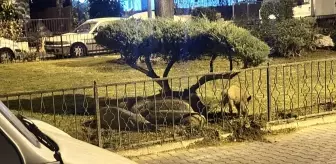 Marmaris'te Aç Kalan Domuz Sürüsü Merkezde Görüntülendi