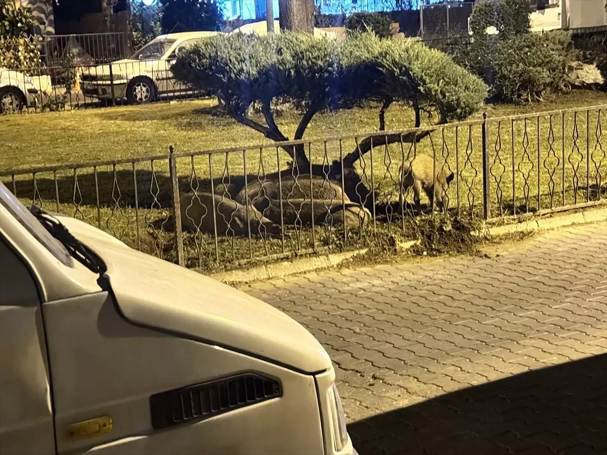 Marmaris'te Aç Kalan Domuz Sürüsü Merkezde Görüntülendi