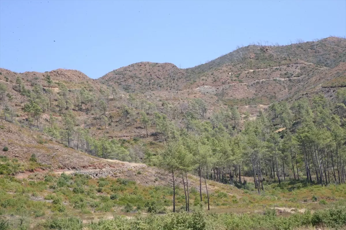 Marmaris'te Yangın Sonrası Ormanlar Yeniden Yeşeriyor