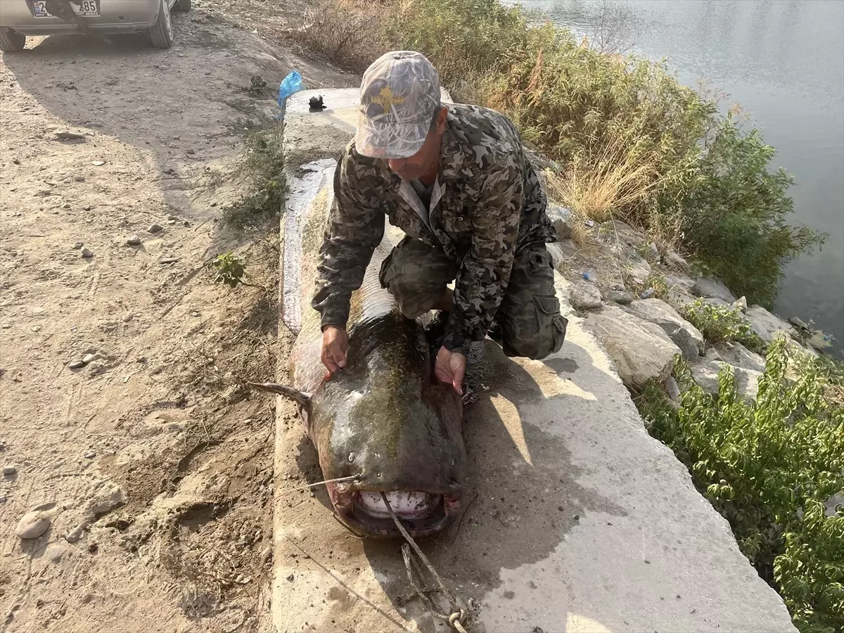 Edirne'de 2,5 Metre Boyunda Yayı Balığı Yakalandı