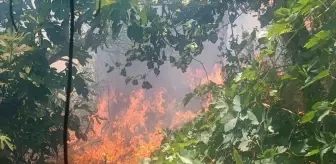 Mersin'de Orman Yangını Kontrol Altına Alındı