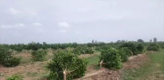 Mandalina Bahçesine Gizli Saldırı: 460 Ağaç Kesildi