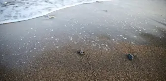 Mersin'de Yeşil Deniz Kaplumbağası Yavruları Denize Ulaştı