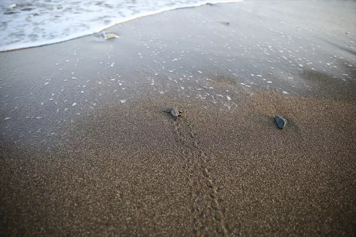 Mersin'de Yeşil Deniz Kaplumbağası Yavruları Denize Ulaştı
