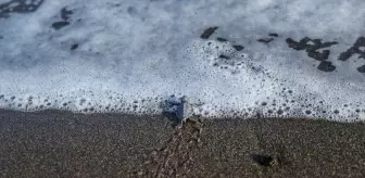 Mersin'de Yeşil Deniz Kaplumbağası Yavruları Denizle Buluşuyor