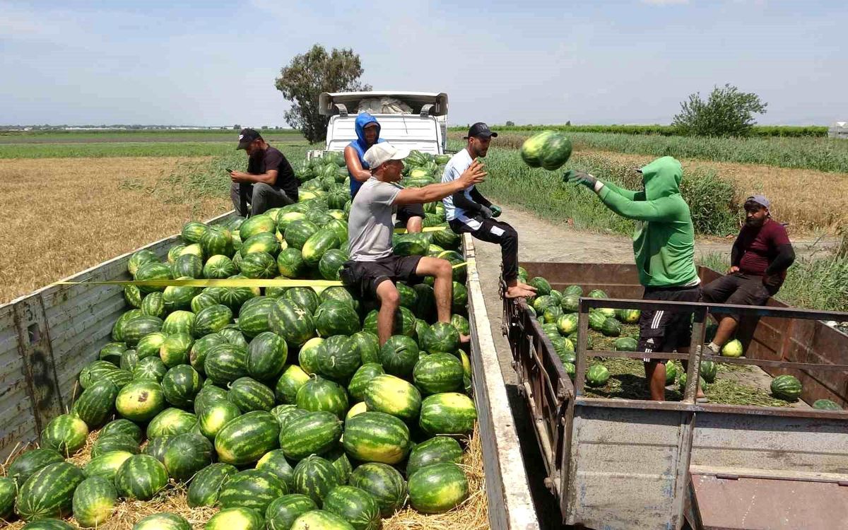 Mersin'de Karpuz Hasadına Başlandı: Verim Geçen Yılı Geride Bıraktı