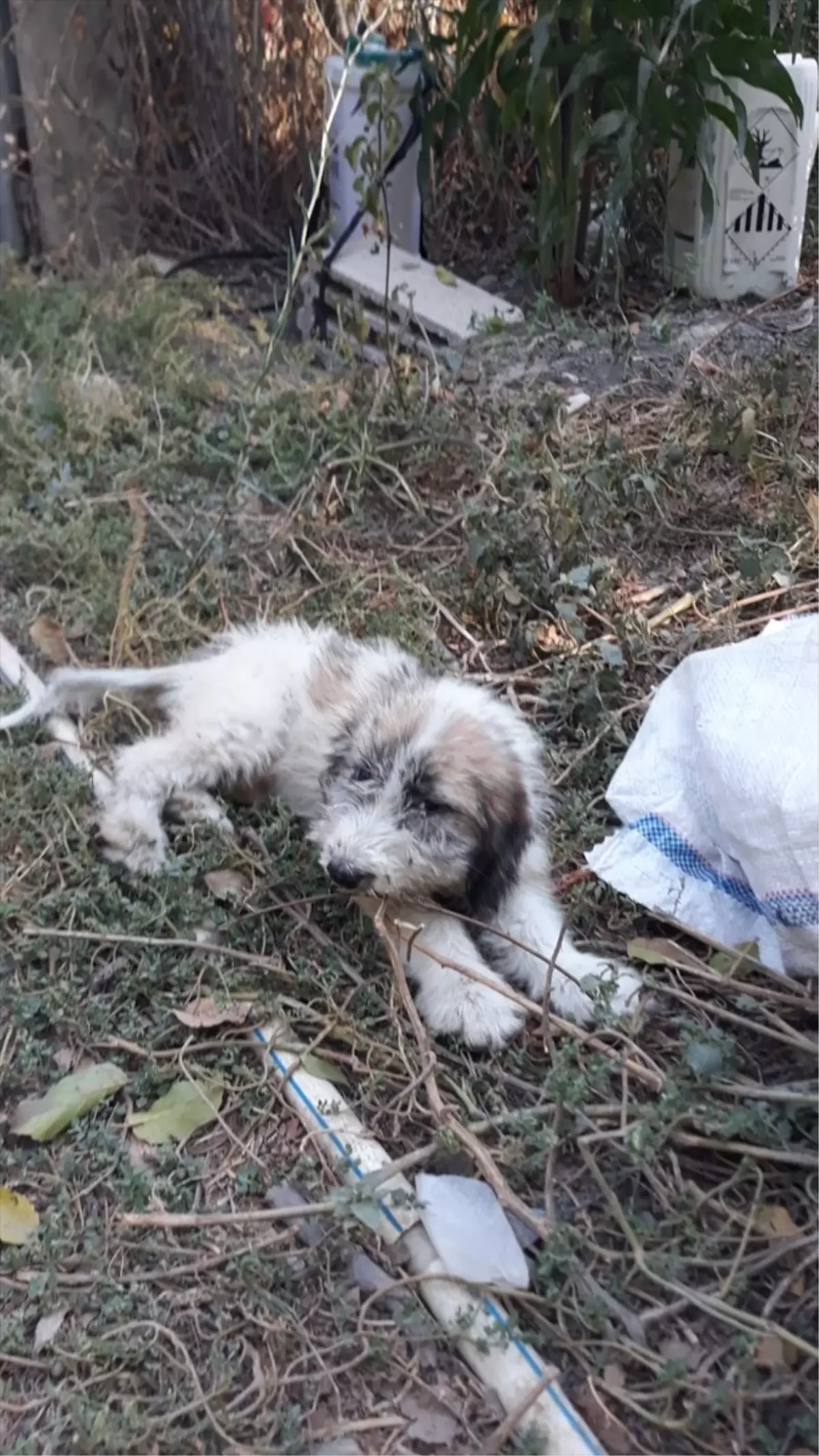 Mersin Tarsus'ta İtfaiye Ekipleri Çukura Düşen Yavru Köpeği Kurtardı