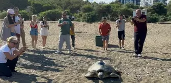 Mersin'de Uydu ile İzlenen Deniz Kaplumbağası Denize Salındı
