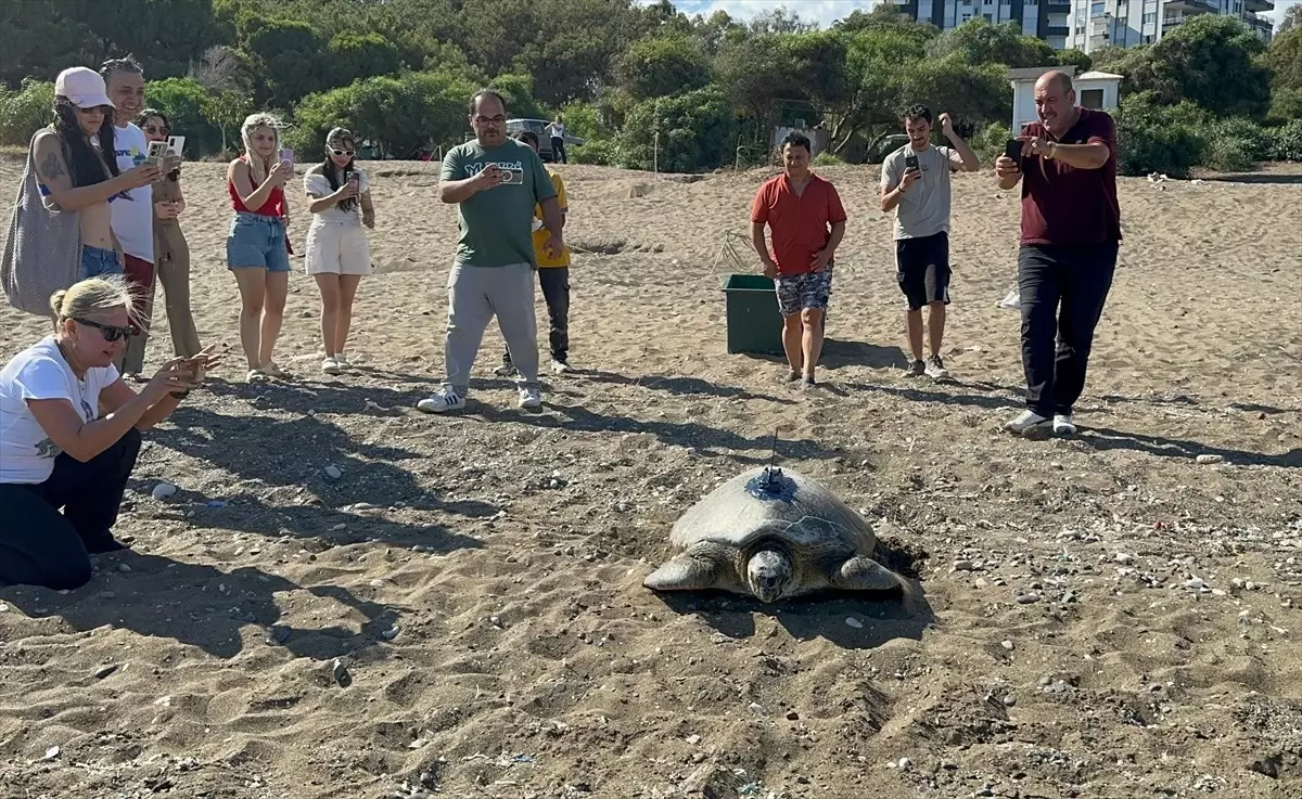 Mersin'de Uydu ile İzlenen Deniz Kaplumbağası Denize Salındı