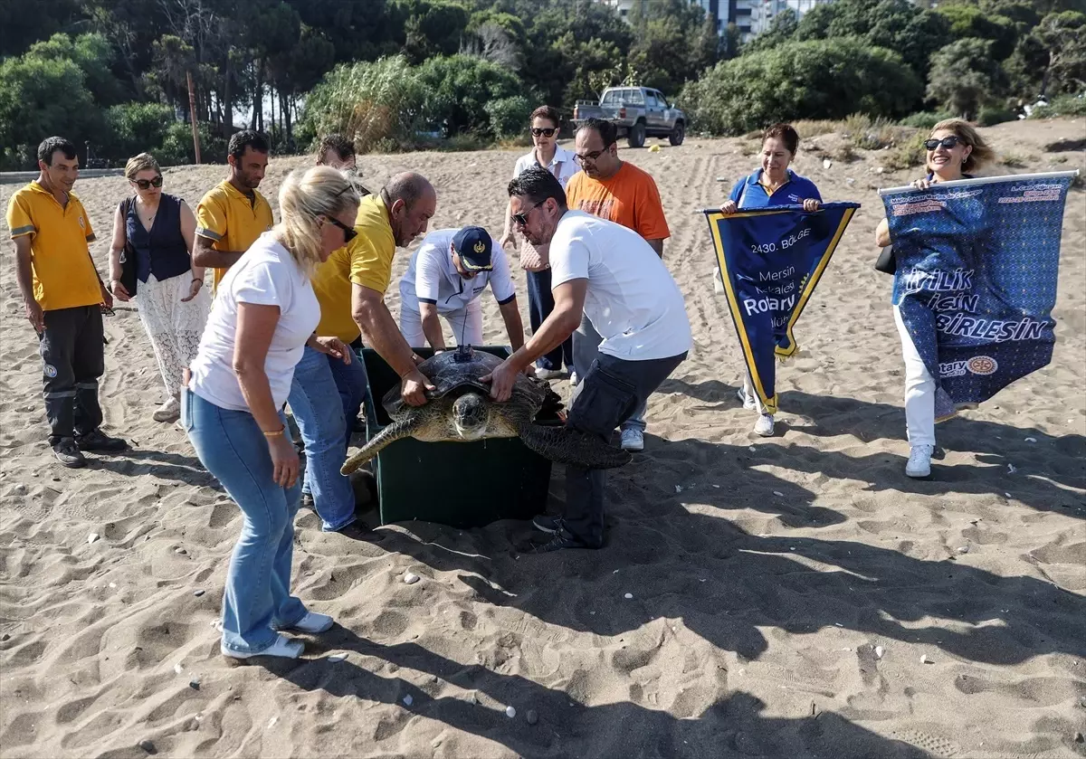 Mersin'de Uydu Takip Cihazı ile İzlenecek Yeşil Deniz Kaplumbağası ‘Alata’ Denize Bırakıldı