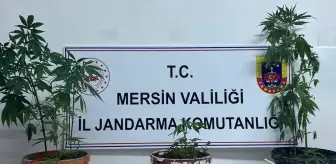 Mersin'de Uyuşturucu Operasyonu: 1 Tutuklama