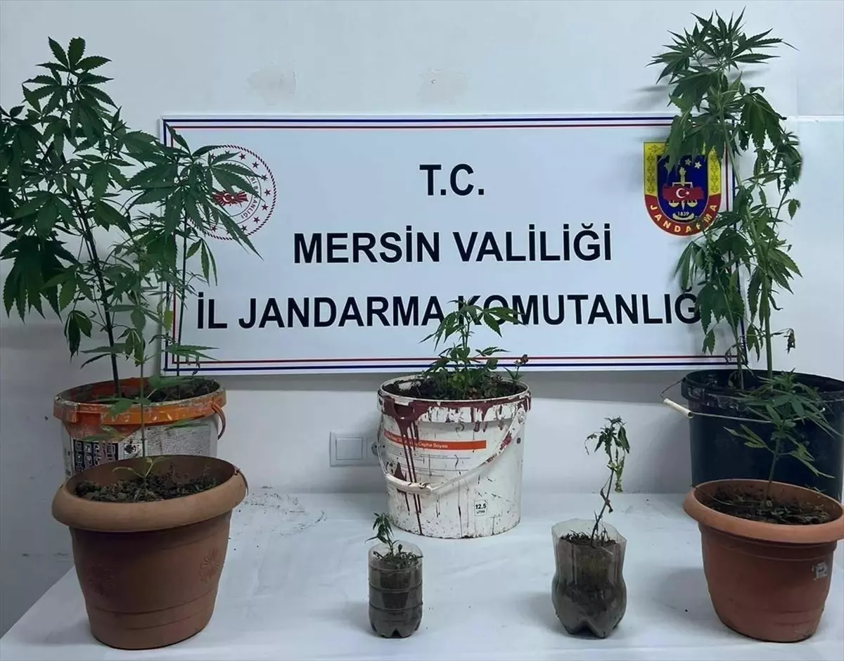 Mersin'de Uyuşturucu Operasyonu: 1 Tutuklama