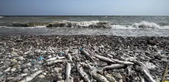 Mersin Sahilinde Ölü Kefal Balıkları Bulundu