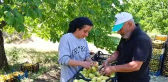 Iğdır'da Kayısı Hasadı: Mevsimlik İşçiler Ekmek Parası Kazanıyor