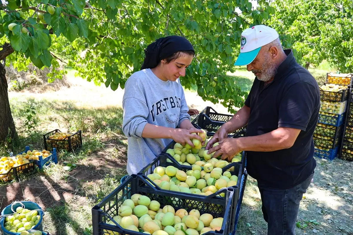 Iğdır'da Kayısı Hasadı: Mevsimlik İşçiler Ekmek Parası Kazanıyor