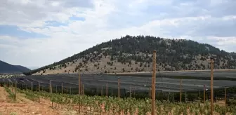Meyve Ağaçlarını Sıcaklardan Koruma Yöntemleri