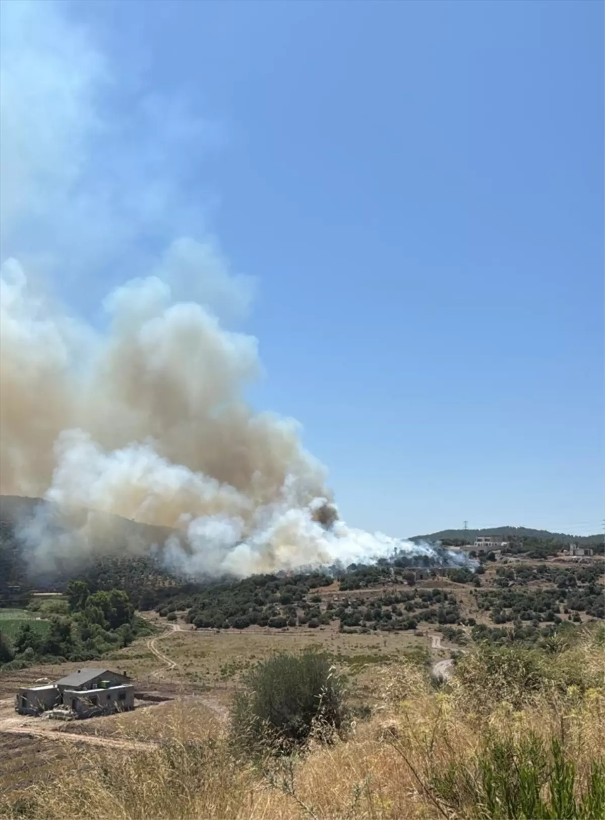 Muğla'nın Milas ilçesinde Ziraat Alanında Yangın Kontrol Altına Alındı