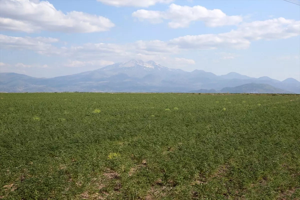 Kayseri, Türkiye'de Tarımsal Üretimde Öne Çıkıyor