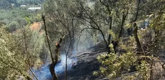 Mudanya'da Zeytinlik Alanda Yangın Çıktı