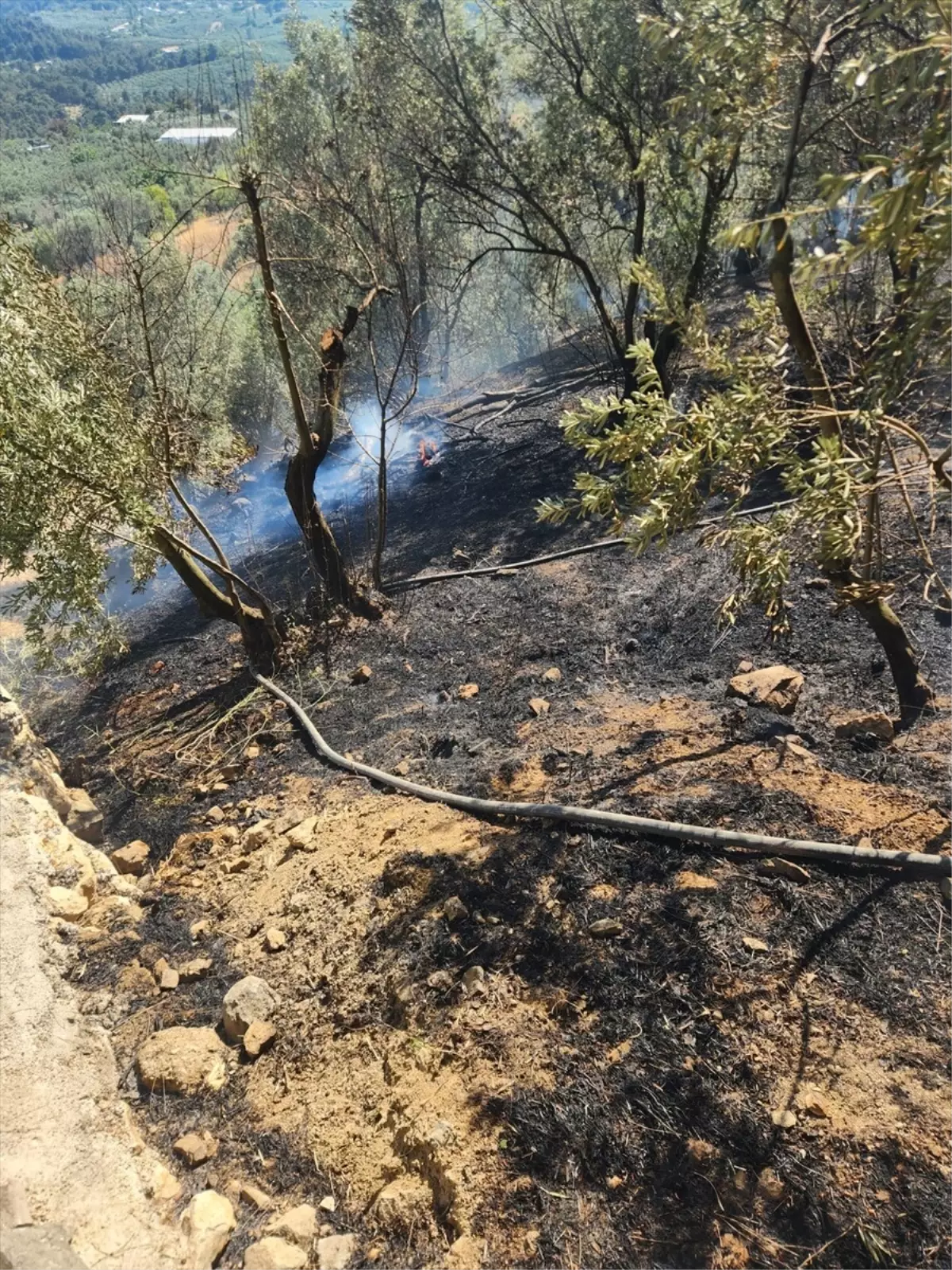Mudanya'da Zeytinlik Alanda Yangın Çıktı