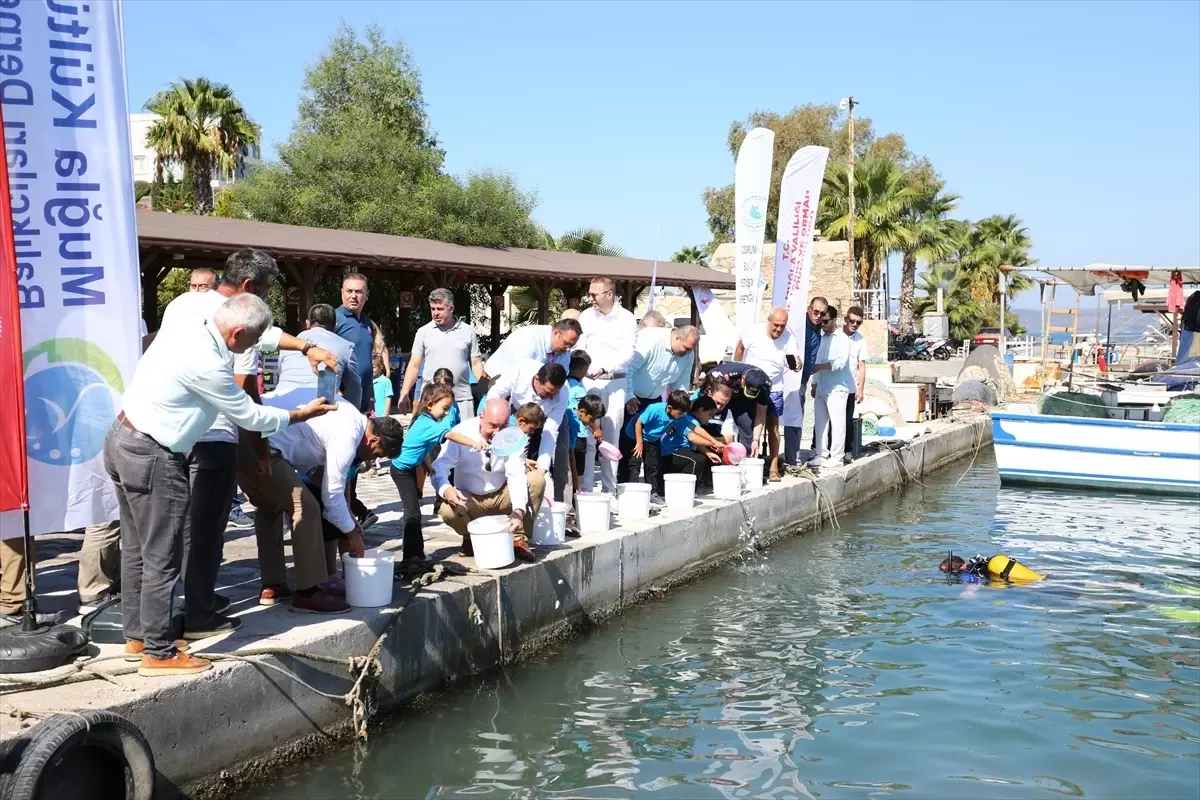 Milas'ta 160 Bin Balık Yavrusu Denize Bırakıldı