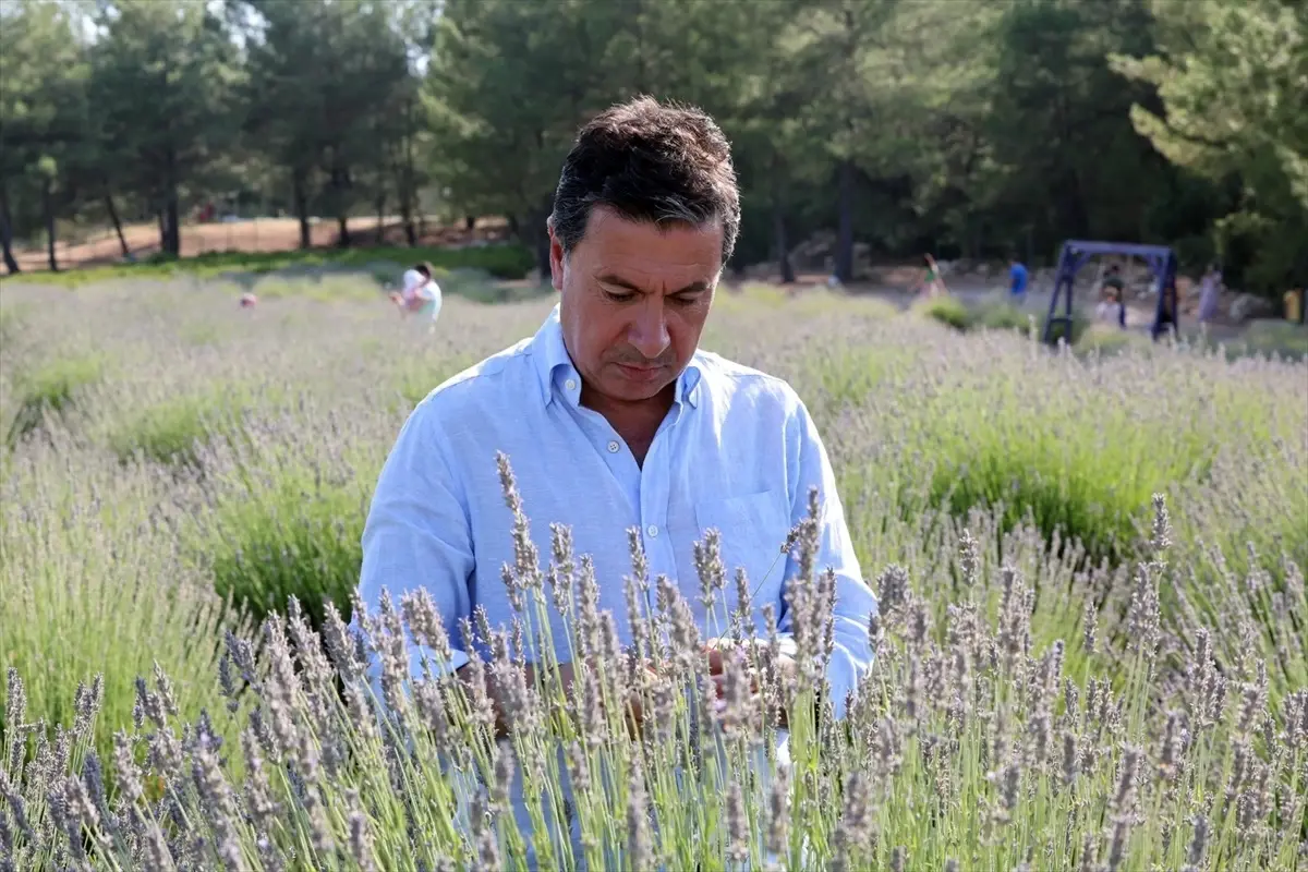Muğla'da Yerel Tohum Distilasyon Tesisinde Uçucu Yağ Üretimi Artıyor