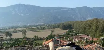Leylek Yavruları İtfaiye Ekiplerince Kurtarıldı
