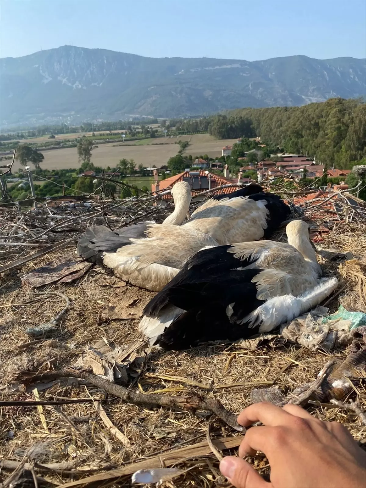Leylek Yavruları İtfaiye Ekiplerince Kurtarıldı