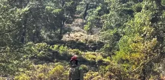 Muğla'da Orman Yangını Büyümeden Söndürüldü
