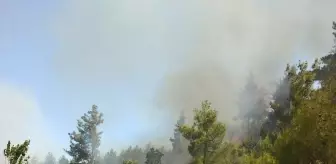 Muğla'da Orman Yangınına Müdahale Başladı