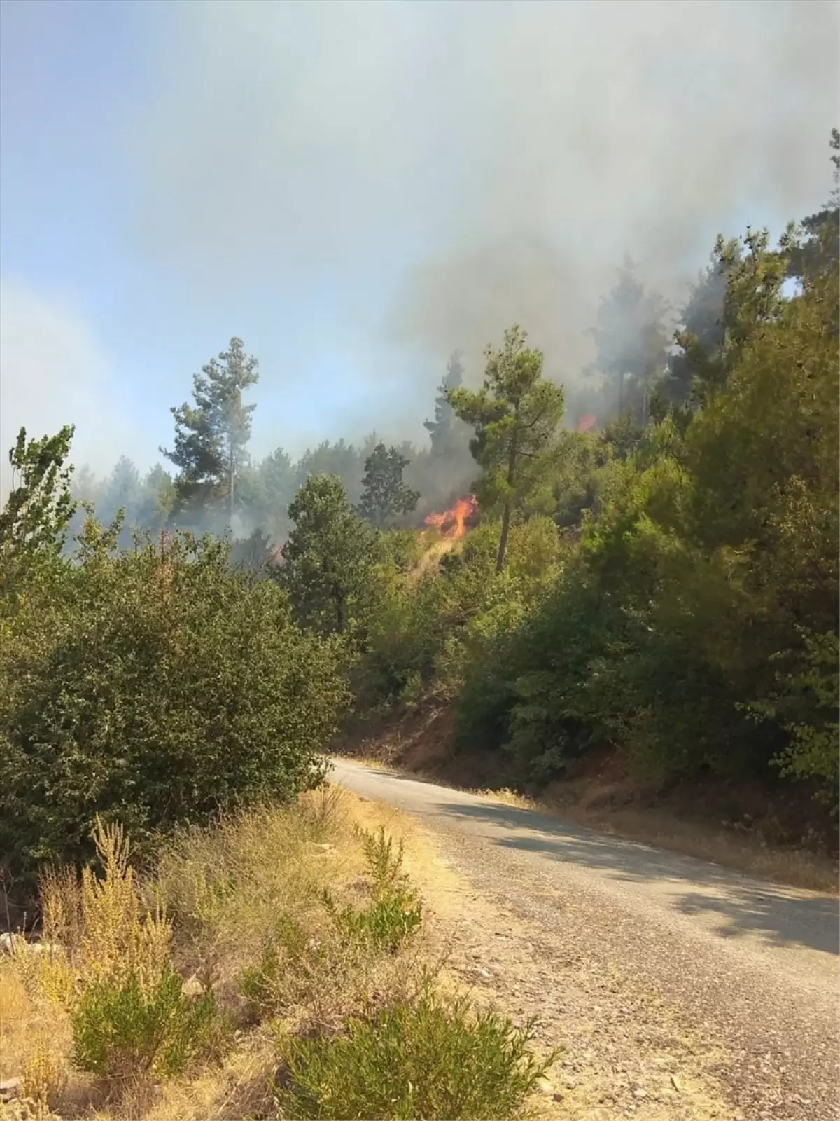 Muğla'da Orman Yangınına Müdahale Başladı