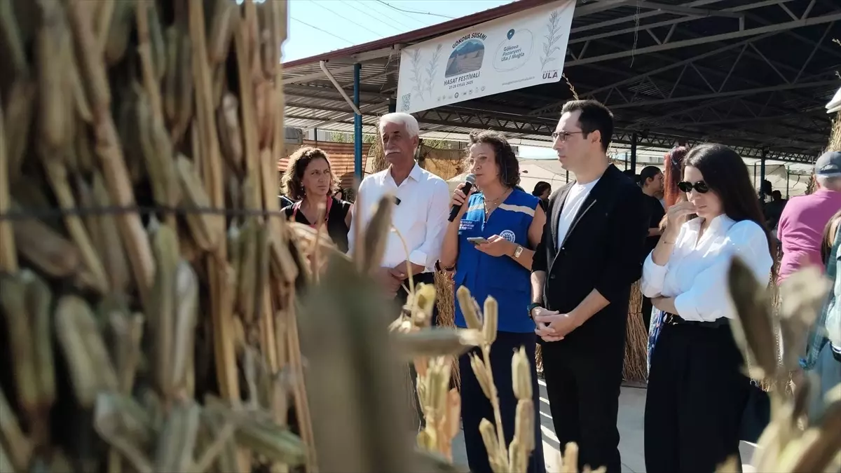 Gökova Altın Susamı Festivali'nde Hasat Coşkusu