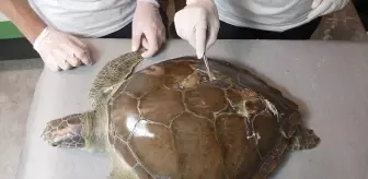 Deniz Kaplumbağalarının Tedavisinde Çığır Açan Yöntem