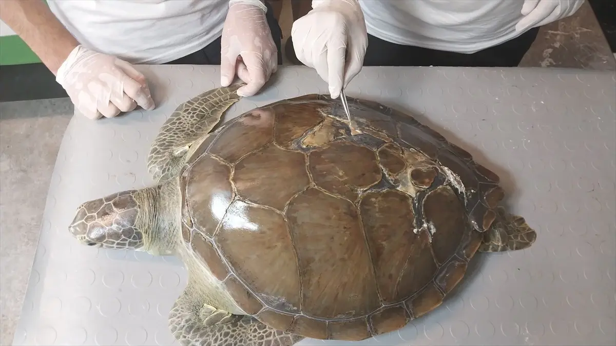 Deniz Kaplumbağalarının Tedavisinde Çığır Açan Yöntem