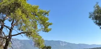 Muğla'da Çocuklar İçin Orman ve Çevre Bilinci Etkinliği Düzenlendi