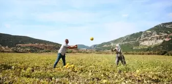 Karabağlar Yaylası'nda Kavun Hasadı Yapıldı