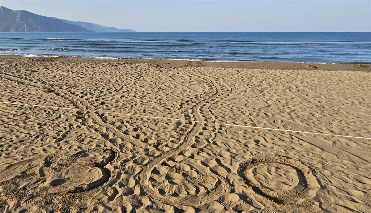 İztuzu Sahili'nde Caretta Caretta Yuvaları 300'e Ulaştı