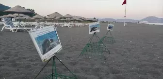 Caretta Caretta Yavruları Denize Kavuştu