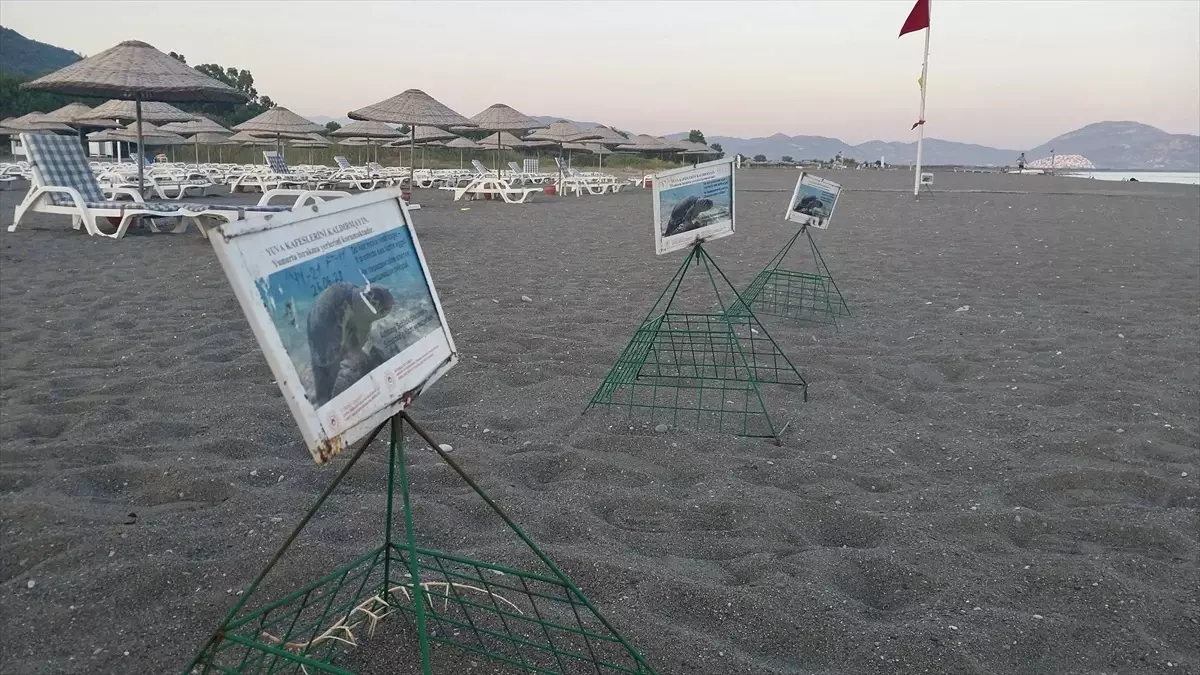 Caretta Caretta Yavruları Denize Kavuştu