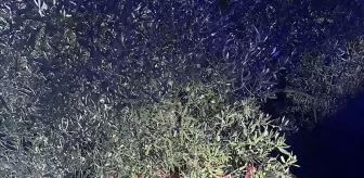 Milas'ta Otomobilin Şarampole Devilmesi Sonucu 2 Kişi Hayatını Kaybetti