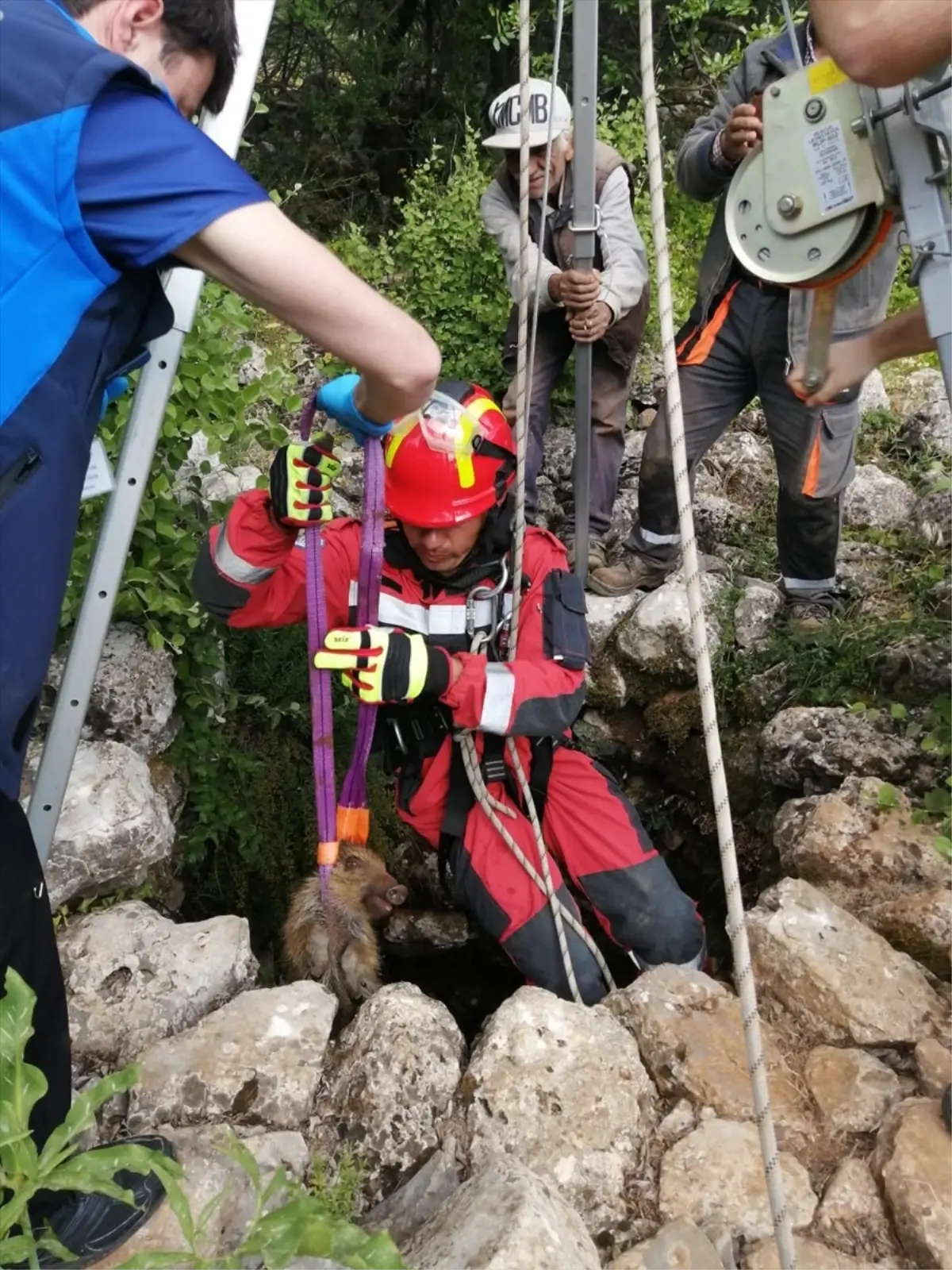 Muğla'da İtfaiye Ekipleri Hayvanları Kurtardı